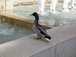  canard, place de la Sorbonne